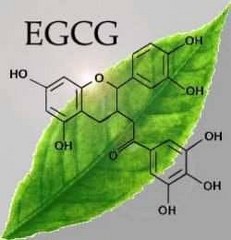 EGCG