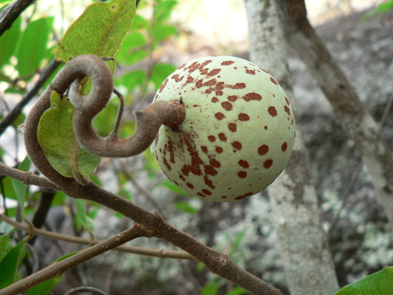 Mủ cao su từ cây Landolphia owariensis